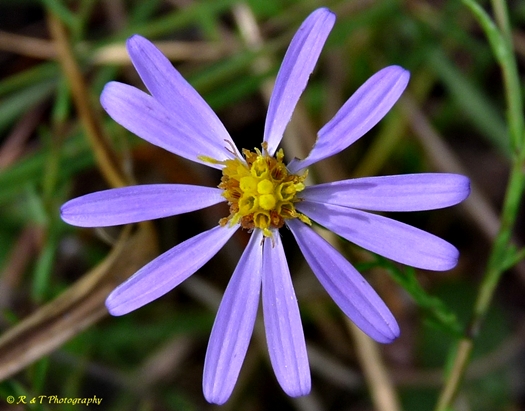 {Symphyotrichum concinnum}